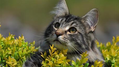 Majestic Cat Among Lush Greenery wallpaper