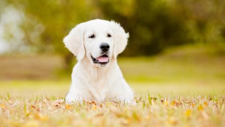 Golden Retriever Serenity in Autumn wallpaper
