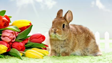 Adorable Bunny Surrounded by Colorful Tulips and Sunshine wallpaper