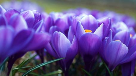 Vibrant Purple Crocuses in Bloom wallpaper