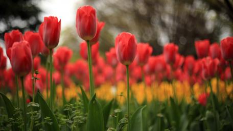 Vibrant Red Tulips in Blooming Spring Garden wallpaper