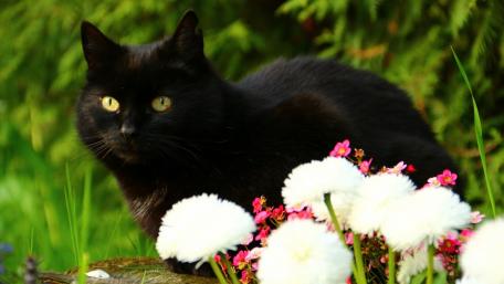 Elegant Black Cat Amidst Vibrant Flowers wallpaper