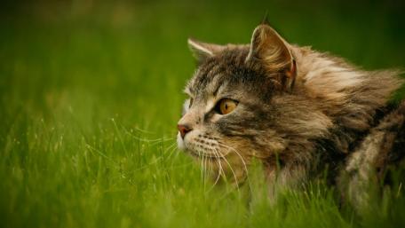 Majestic Cat in Nature's Embrace wallpaper