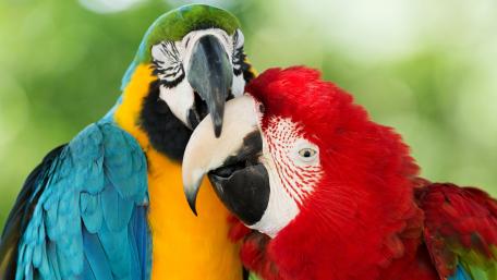 Colorful Parrots in a Tender Moment wallpaper
