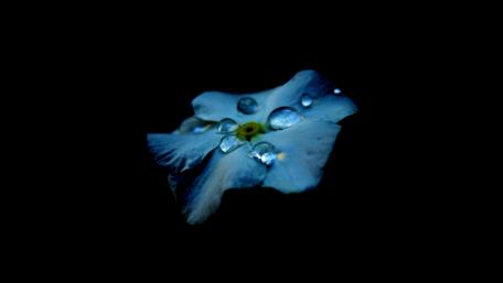 Elegant Blue Flower with Dew Drops in Dark Setting wallpaper
