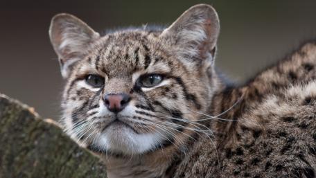 Geoffroy's cat wallpaper