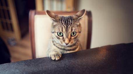 Curious Cat Exploring Its Surroundings wallpaper