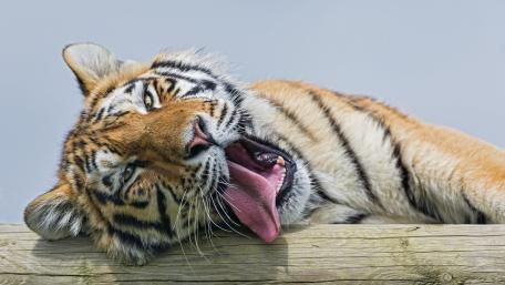 Majestic Tiger Enjoying a Lazy Moment wallpaper