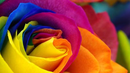 Vibrant Multicolor Rose Wallpaper wallpaper