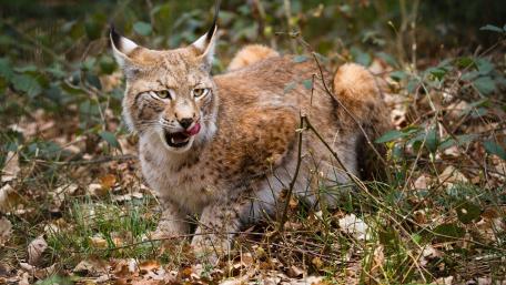 Majestic Eurasian Lynx in the Wild wallpaper