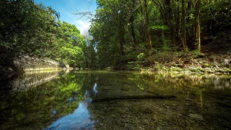 Tranquil Forest Reflections in a Serene Lake wallpaper