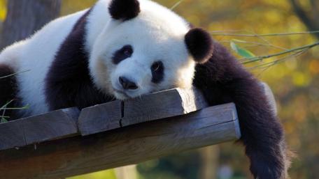 Panda wallpaper