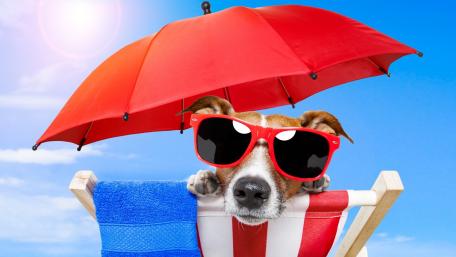 Cool Dog Chillin' Under Red Umbrella wallpaper