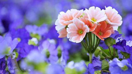 Spring Blossoms in Vibrant Colors wallpaper