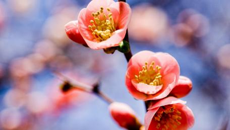 Blossoming Beauty of Spring Buds wallpaper