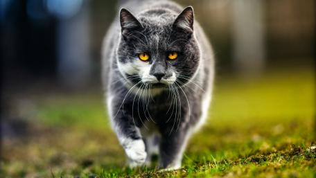 Majestic Cat with Striking Eyes Walking Through Grass wallpaper