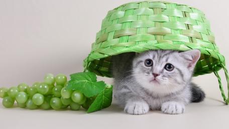 Playful Kitten Under a Green Basket wallpaper