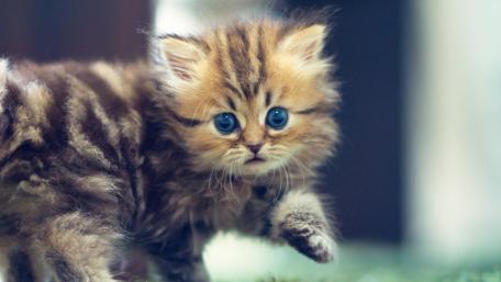 Playful Kitten with Bright Blue Eyes wallpaper