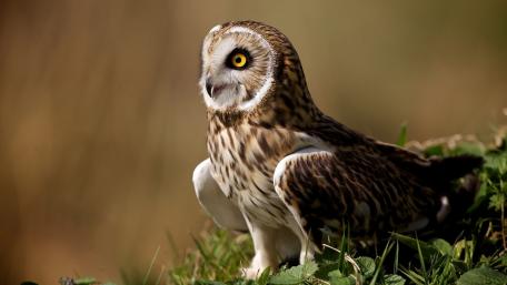 Majestic Owl Perched in Nature's Embrace wallpaper