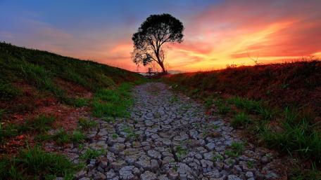 Solitary Tree against a Fiery Sunset wallpaper
