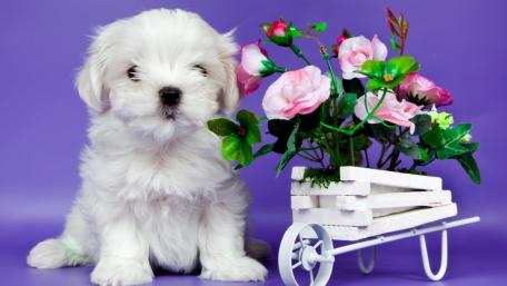 Adorable White Puppy with Flowers Displaying Cuteness wallpaper