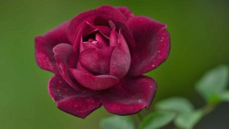 Elegant Deep Red Rose Blooming in Nature Beauty wallpaper