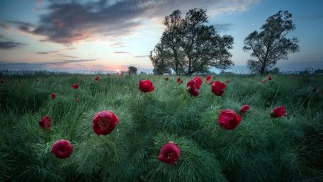 Vibrant Poppy Field at Dusk wallpaper