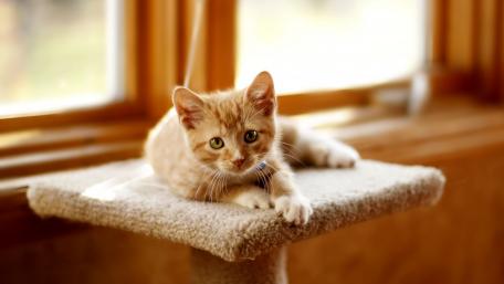 Charming Ginger Kitten on a Perch wallpaper