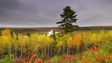 Vibrant Autumn Landscape Under Overcast Skies wallpaper