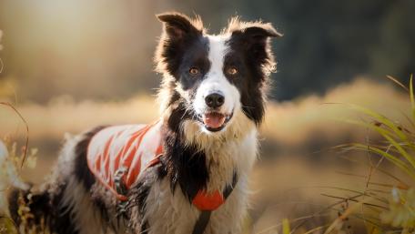 Playful Border Collie in Nature Light wallpaper