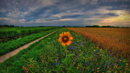 Vibrant Sunflower in a Scenic Field Landscape wallpaper