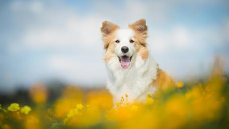 Joyful Border Collie in a Field of Flowers wallpaper