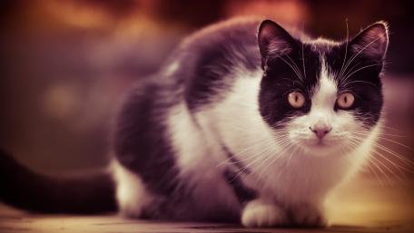 Charming Black and White Cat Portrait wallpaper