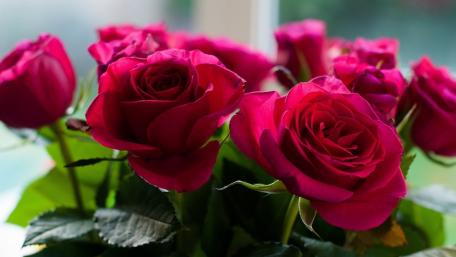 Vibrant Red Roses in Full Bloom wallpaper