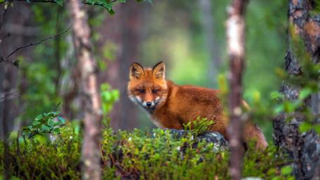 Elegant Fox in Tranquil Forest Setting wallpaper