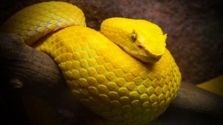 Vibrant Yellow Serpent Wallpaper wallpaper