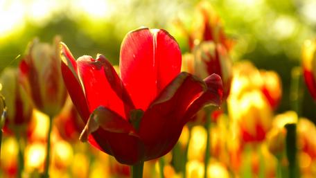 Vibrant Tulips in Blooming Garden Scene wallpaper