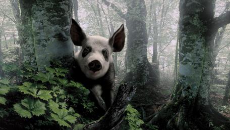 Koala pig wallpaper