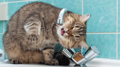Thirsty Cat Enjoys a Fresh Tap Drink wallpaper