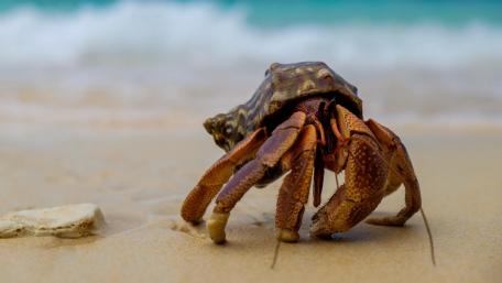 Crab on the Beach Under the Waves wallpaper