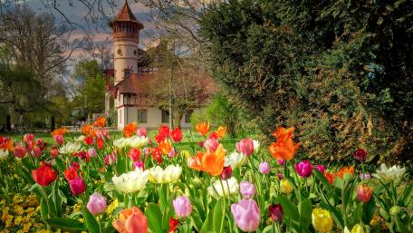 Blooming Tulip Garden in Springtime Cityscape wallpaper