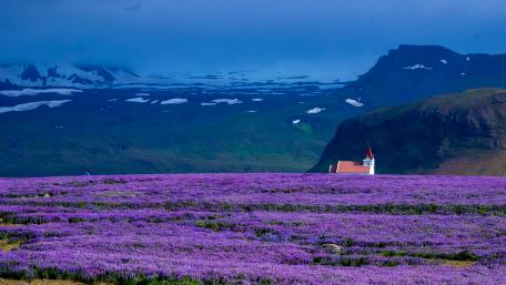 purple lavender flowers wallpaper