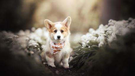 Corgi puppy wallpaper