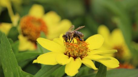 Honeybee wallpaper