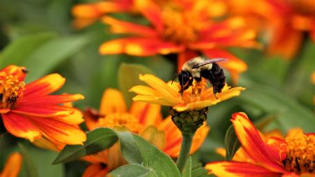 Bee On Flower wallpaper