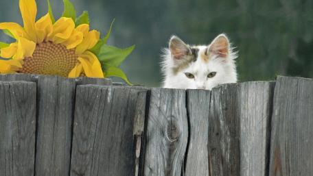 Curious Cat Peeking Over a Fence wallpaper