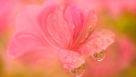 Delicate Pink Flower with Dew Drops Shimmering in Light wallpaper