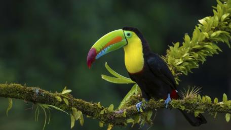 Vibrant Toucan Perched on a Branch wallpaper