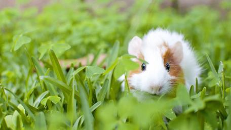 Adorable Guinea Pig Among Greenery and Clovers wallpaper