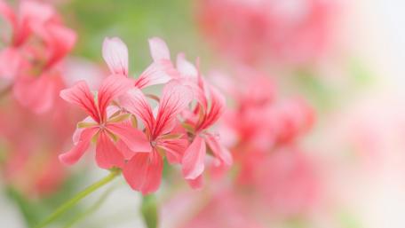 Delicate Beauty of Pink Geraniums wallpaper
